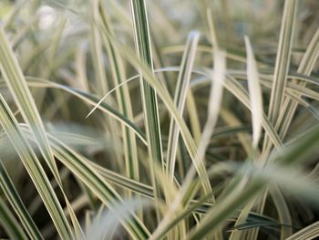 Close-up of grass