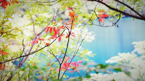 Close-up of flower tree against sky