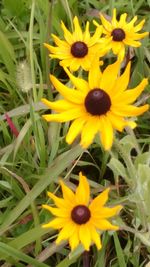 Close-up of yellow flowers blooming outdoors