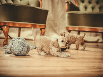 Close-up of sheep on table