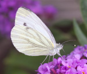 Close-up of butterfly pollinating on flower