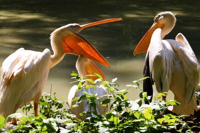 Close-up of birds in water