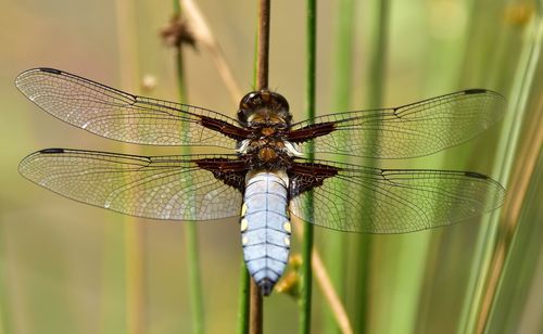 Close-up of dragonfly on twig