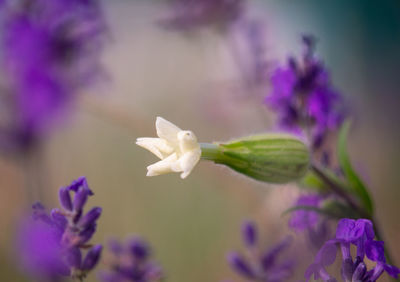 Close-up of purple flowering plant