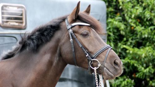 Close-up of horse