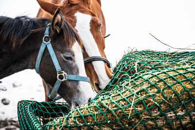 Close-up of horses