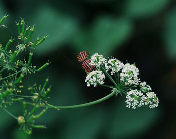 Close-up of butterfly pollinating on flower