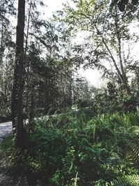 Trees in forest against sky