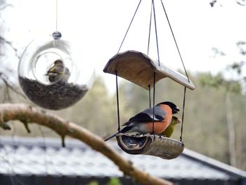 Low angle view of birds perching in feeder against sky