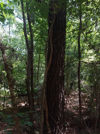 Trees in forest