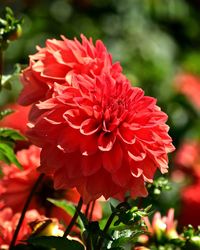 Close-up of red dahlia flower