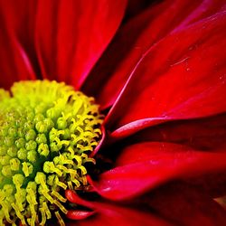 Macro shot of red flower