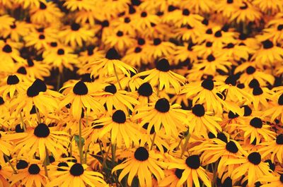 Yellow flowers blooming on field