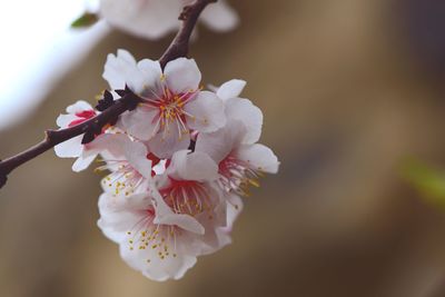 Close-up of cherry blossom