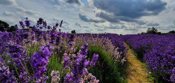 Purple flowering plants on field against sky