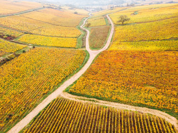 Scenic view of agricultural field