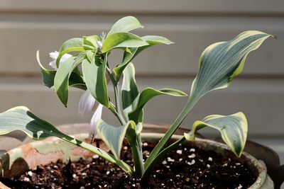 Close-up of potted plant