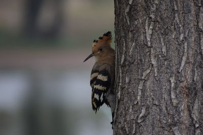 Close-up of bird perching on tree trunk