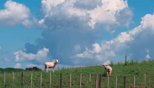 Horse standing on field against sky