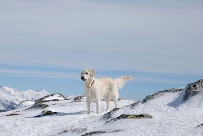 White dog on snow covered mountain against sky