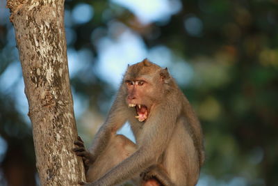 Monkey on tree