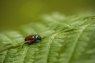 Close-up of insect on leaf