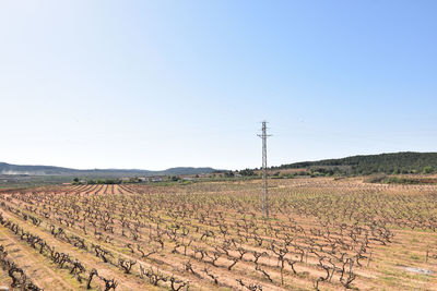 Scenic view of the agricultural field against clear sky