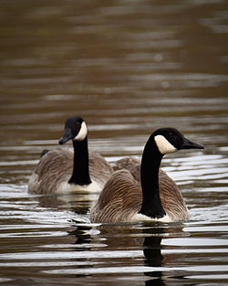 Duck swimming in lake