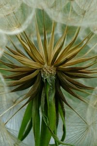 Close-up of plant