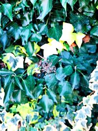 High angle view of insect on plant