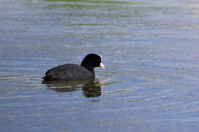 Duck swimming in lake