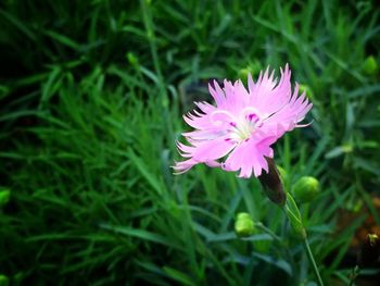 Close-up of pink flower