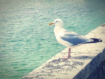 Close-up of seagull perching on shore