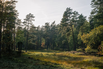 Trees growing in forest against sky