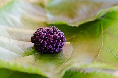 Close-up of blackberries growing on plant