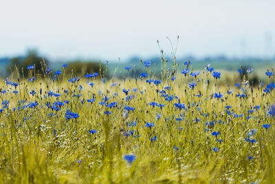 Close-up of flowers growing in field