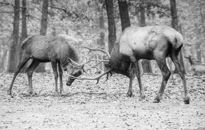 Elks fighting on field