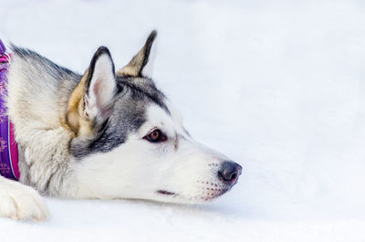 Dog looking away in snow