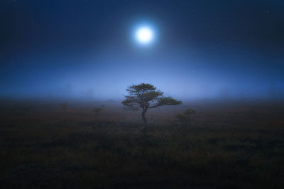Tree on grassy field against moon at dusk