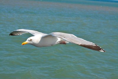 Close-up of bird flying over water