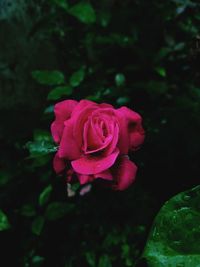 Close-up of pink rose