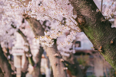 Close-up of cherry blossom