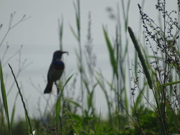 Bird perching on a field