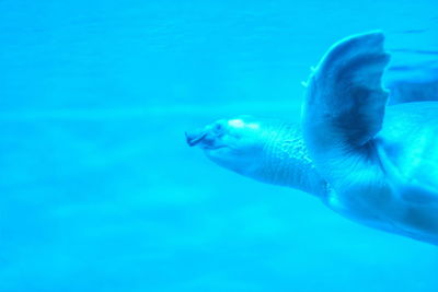 Close-up of turtle swimming in sea