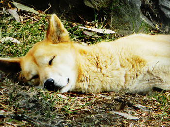 View of a sleeping resting on field