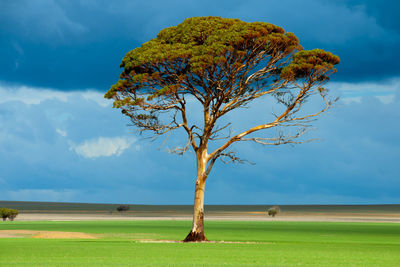 Tree on field against sky