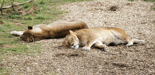 Full length of lions lying on floor