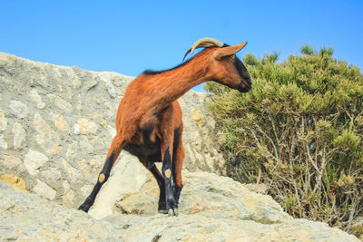 Giraffe standing on rock against sky