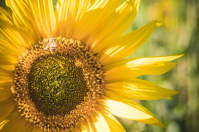 Close-up of sunflower