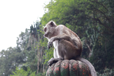 Monkey sitting on rock against trees